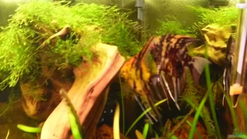 Besatz im Aquarium Becken 10407 von Teufelchen79 (9)