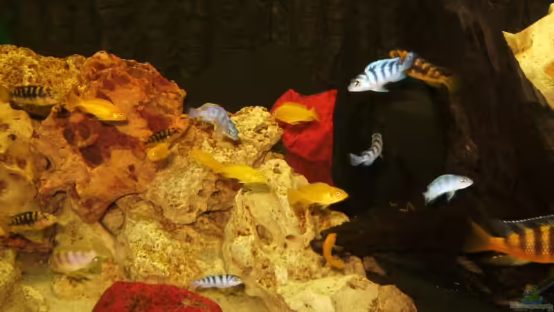 Besatz im Aquarium Becken 10417 von Andreas Kraus (15)