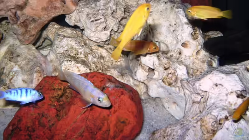 Besatz im Aquarium Becken 10417 von Andreas Kraus (17)