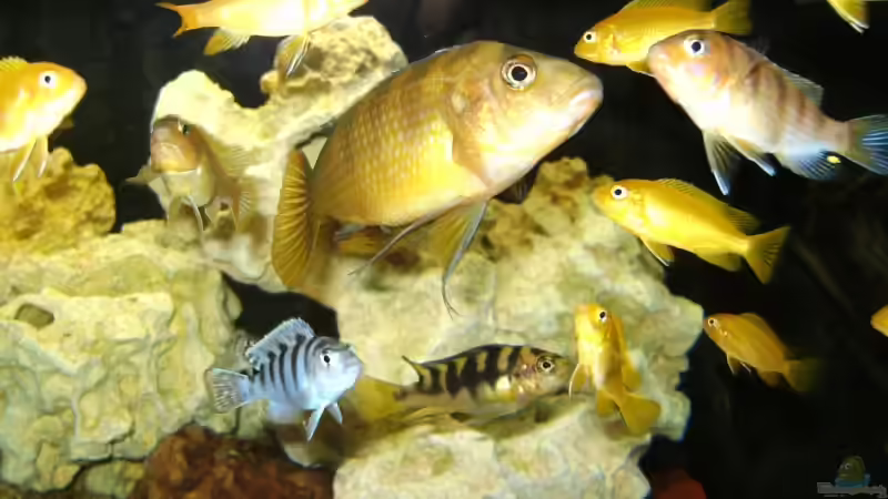 Besatz im Aquarium Becken 10417 von Andreas Kraus (19)