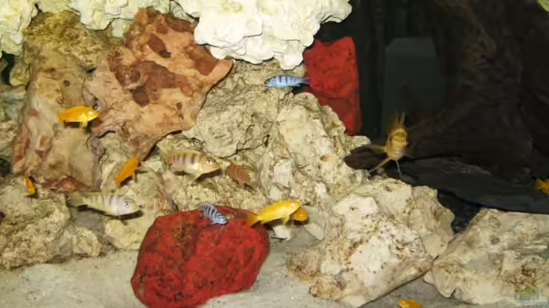 Besatz im Aquarium Becken 10417 von Andreas Kraus (20)