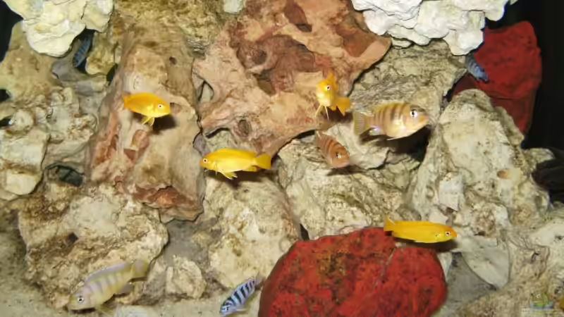 Besatz im Aquarium Becken 10417 von Andreas Kraus (21)