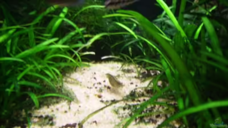 Besatz im Aquarium Becken 10423 von BMF (11)