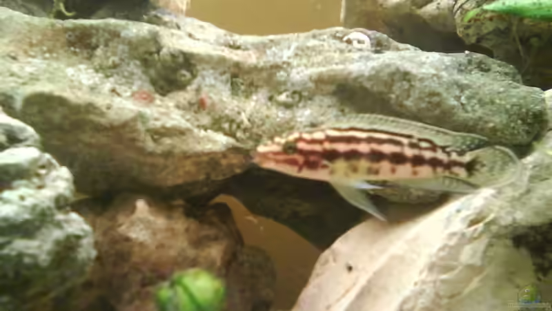 Besatz im Aquarium Becken 10456 von Bene92 (6)