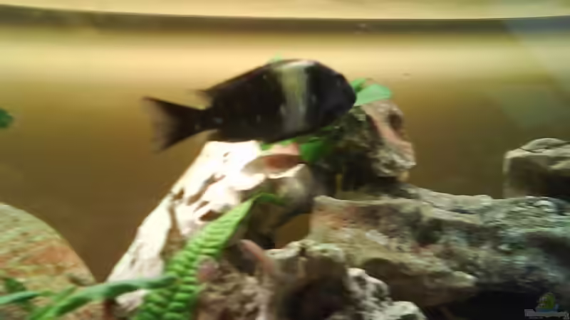 Besatz im Aquarium Becken 10456 von Bene92 (7)