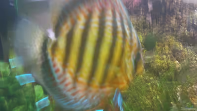 Besatz im Aquarium Becken 10459 von Christian Wertebach (14)