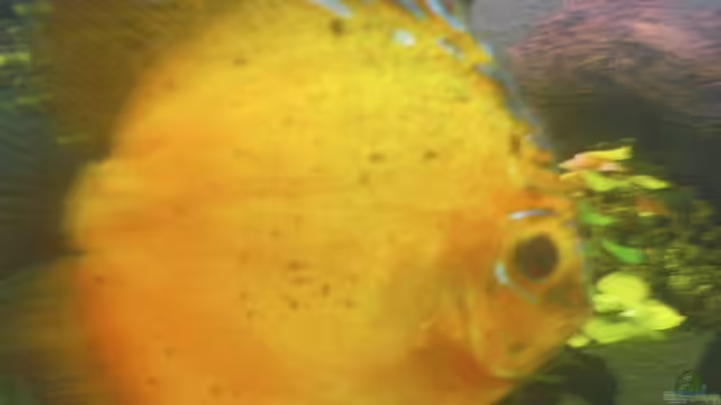 Besatz im Aquarium Becken 10459 von Christian Wertebach (15)