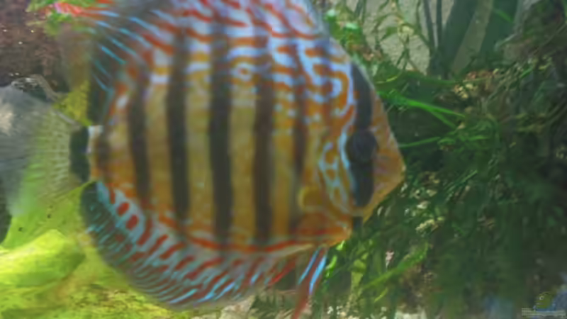 Besatz im Aquarium Becken 10459 von Christian Wertebach (16)