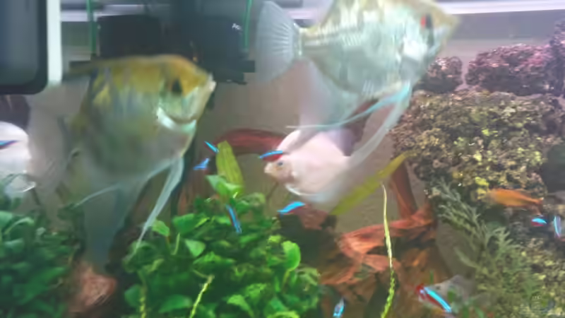 Besatz im Aquarium Becken 10459 von Christian Wertebach (17)