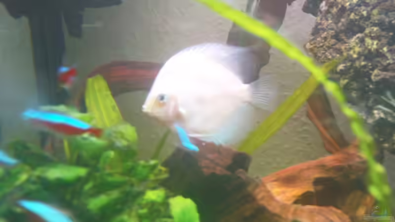 Besatz im Aquarium Becken 10459 von Christian Wertebach (18)