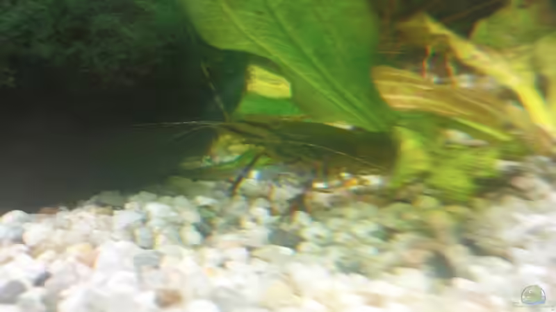 Besatz im Aquarium Becken 10459 von Christian Wertebach (20)