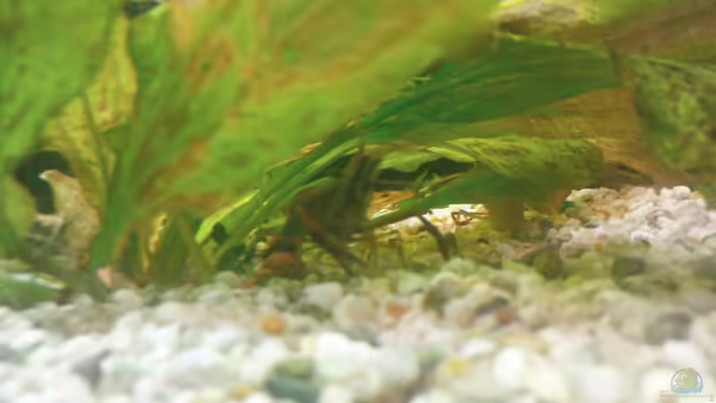 Besatz im Aquarium Becken 10459 von Christian Wertebach (21)