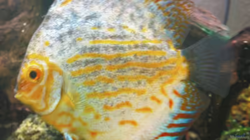 Besatz im Aquarium Becken 10459 von Christian Wertebach (22)