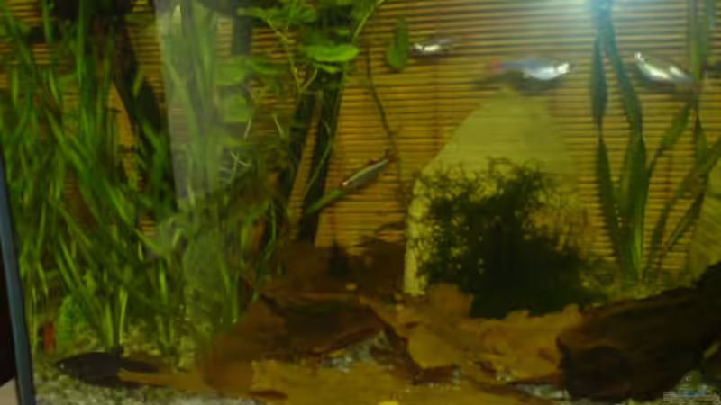 Besatz im Aquarium Becken 10465 von elmo (6)