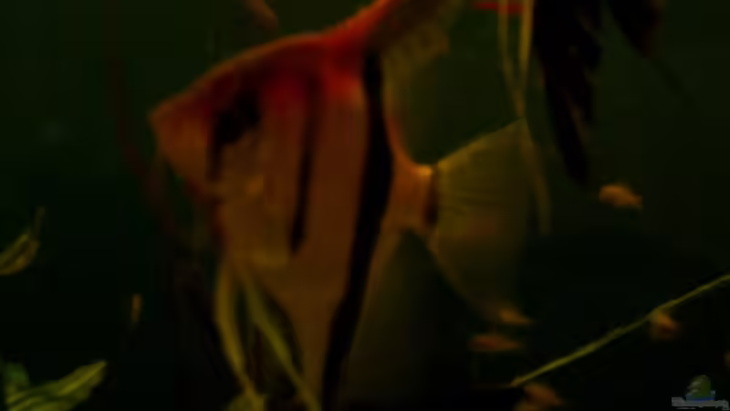 Besatz im Aquarium Becken 10467 von zwini0815 (4)