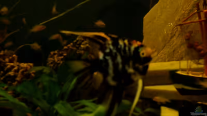 Besatz im Aquarium Becken 10467 von zwini0815 (5)