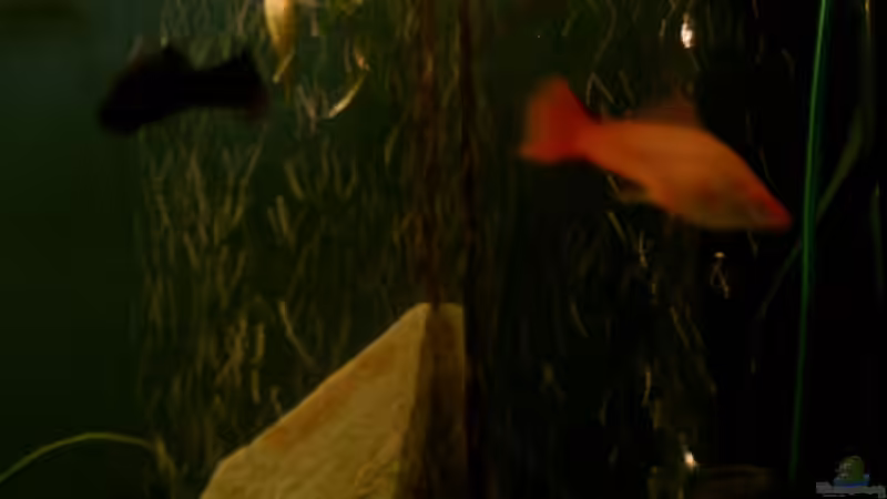 Besatz im Aquarium Becken 10467 von zwini0815 (6)