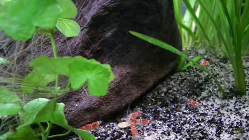Besatz im Aquarium Becken 10470 von c4L!m3ro (10)