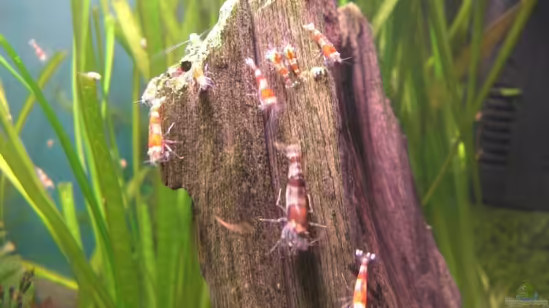 Besatz im Aquarium Becken 10470 von c4L!m3ro (11)