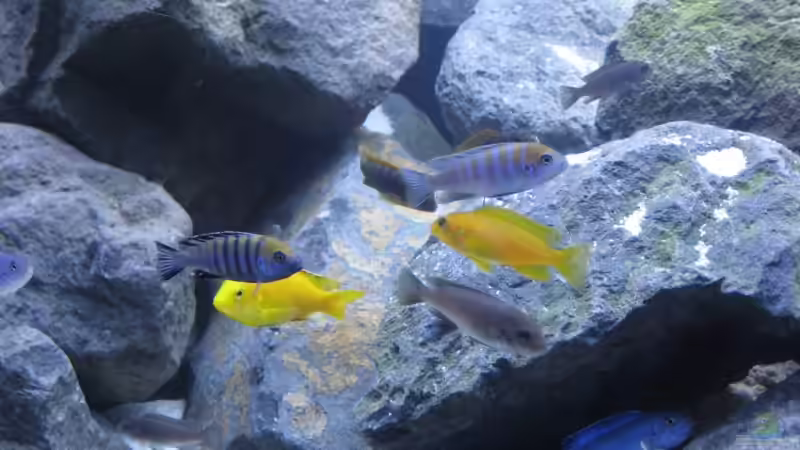 Besatz im Aquarium Becken 10474 von Michael Kuhl (4)