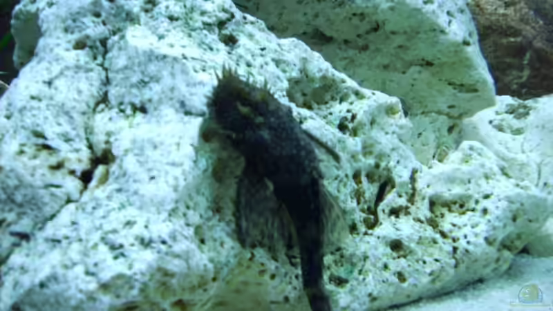 Besatz im Aquarium Becken 10481 von sassi259 (6)