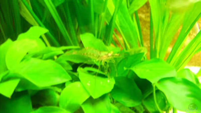 Besatz im Aquarium Becken 10481 von sassi259 (8)