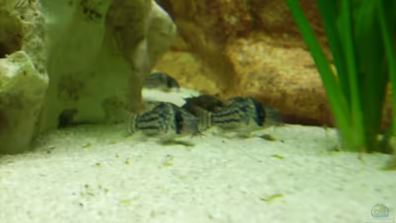 Besatz im Aquarium Becken 10481 von sassi259 (9)
