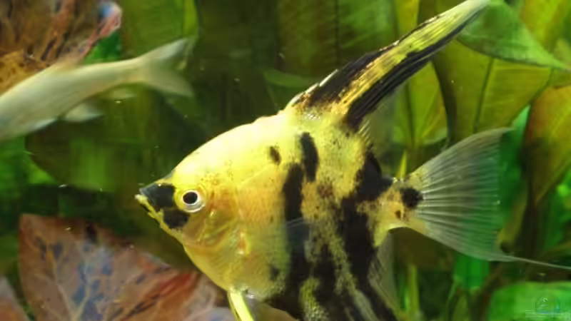 Besatz im Aquarium Becken 10482 von Jumper (14)