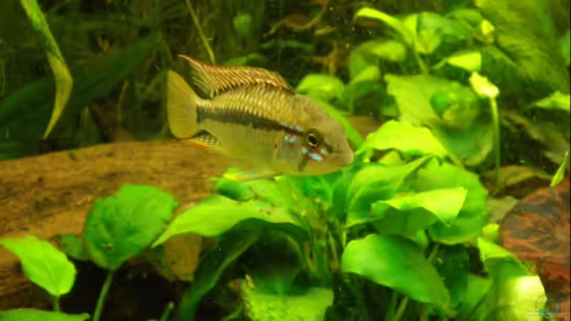 Besatz im Aquarium Becken 10482 von Jumper (15)