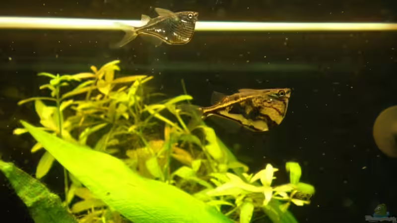 Besatz im Aquarium Becken 10482 von Jumper (16)