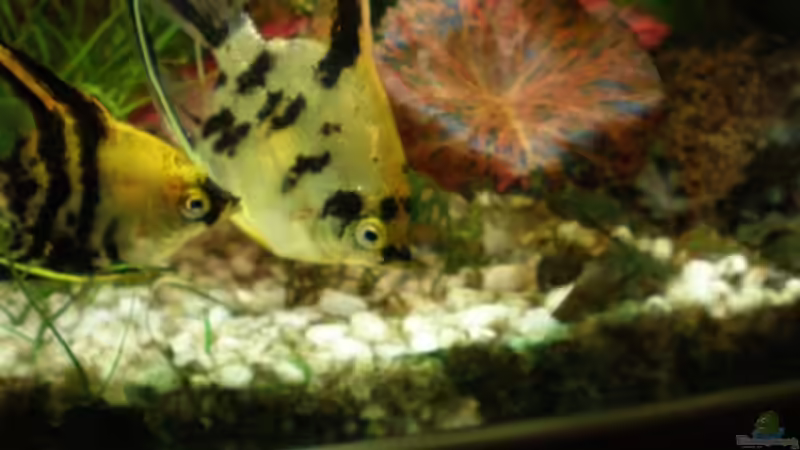 Besatz im Aquarium Becken 10482 von Jumper (18)