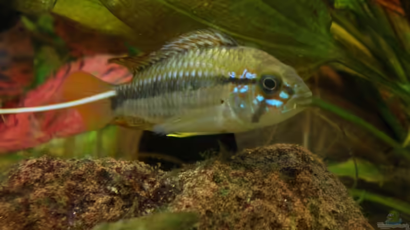 Besatz im Aquarium Becken 10482 von Jumper (19)