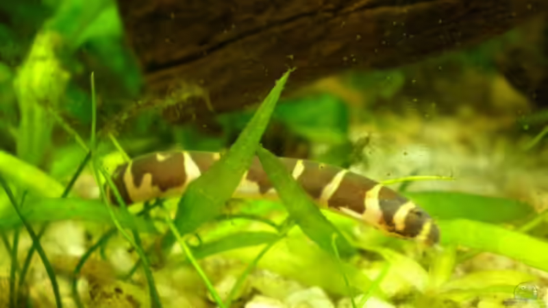 Besatz im Aquarium Becken 10482 von Jumper (20)