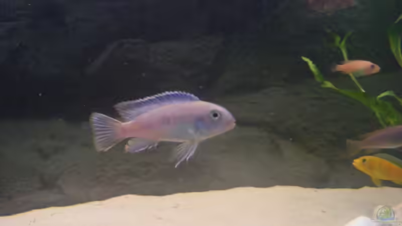 Besatz im Aquarium Becken 10495 von Malaw!K!d (10)