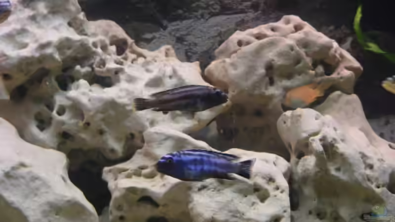 Besatz im Aquarium Becken 10495 von Malaw!K!d (12)