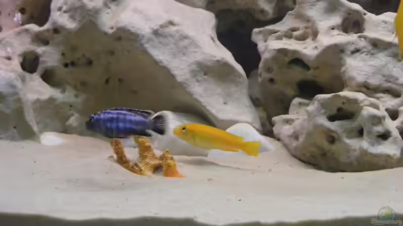 Besatz im Aquarium Becken 10495 von Malaw!K!d (13)