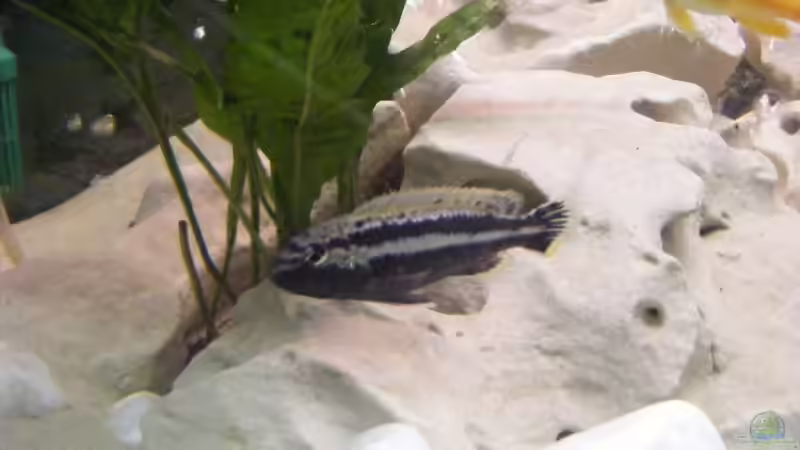 Besatz im Aquarium Becken 10495 von Malaw!K!d (14)