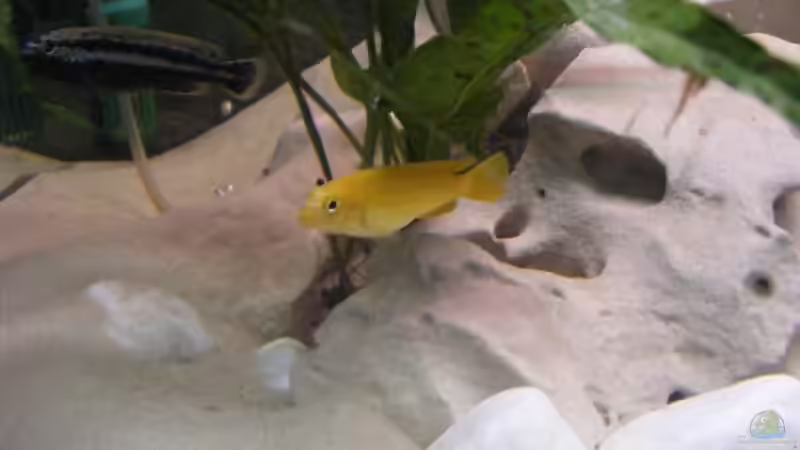 Besatz im Aquarium Becken 10495 von Malaw!K!d (15)