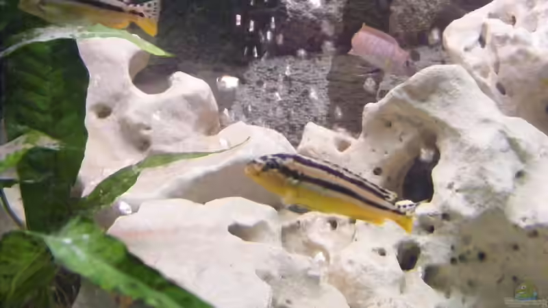 Besatz im Aquarium Becken 10495 von Malaw!K!d (16)