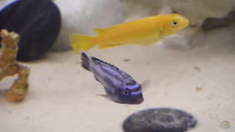 Besatz im Aquarium Becken 10495 von Malaw!K!d (17)