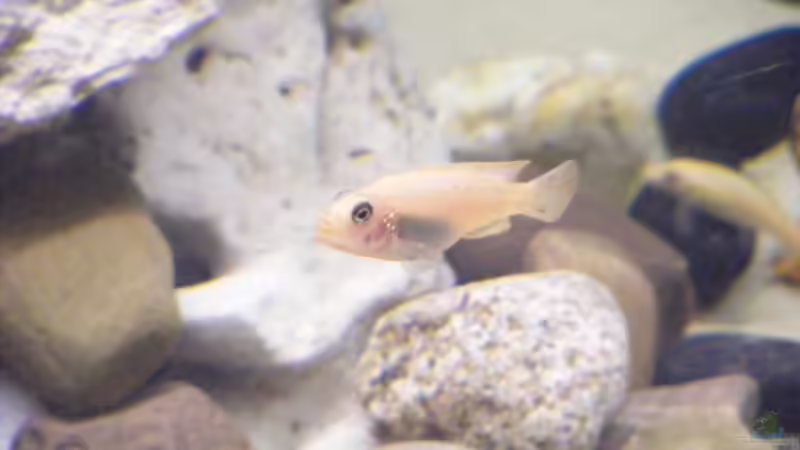 Besatz im Aquarium Becken 10495 von Malaw!K!d (18)