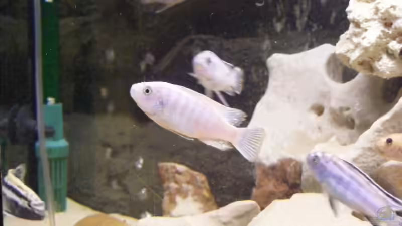 Besatz im Aquarium Becken 10495 von Malaw!K!d (20)