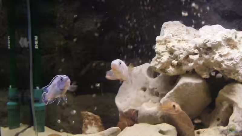 Besatz im Aquarium Becken 10495 von Malaw!K!d (22)