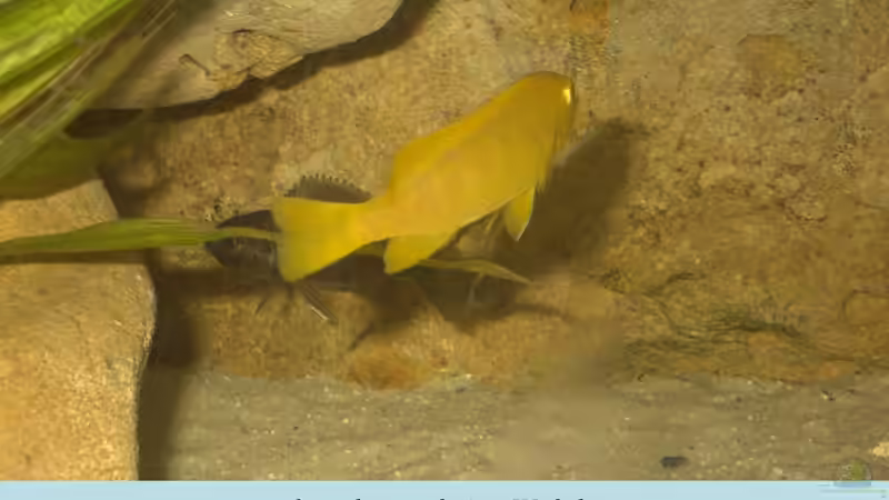 Besatz im Aquarium Becken 105 von Thomas Pichlo (10)