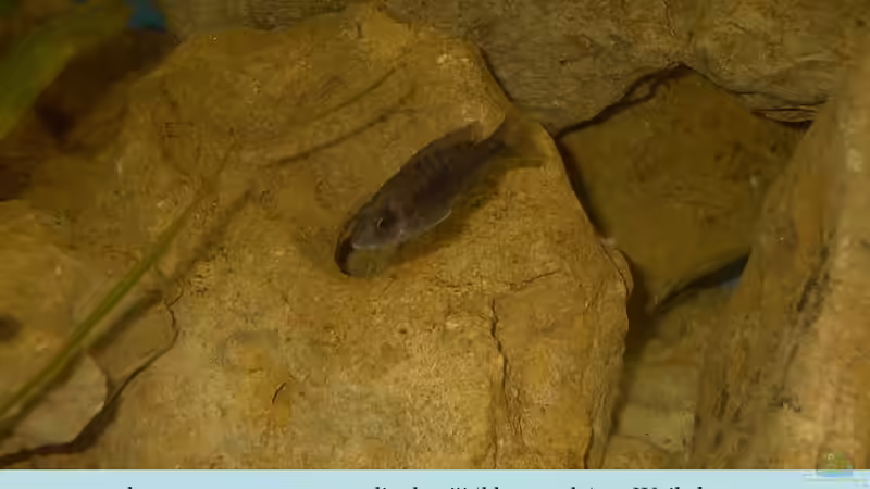 Besatz im Aquarium Becken 105 von Thomas Pichlo (6)