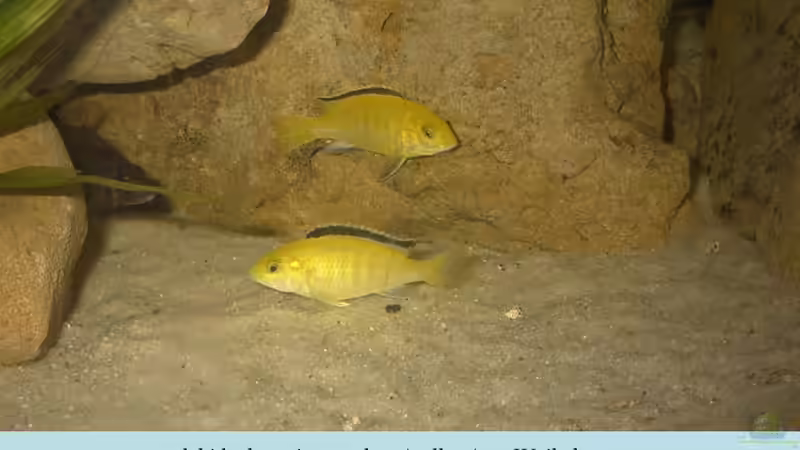 Besatz im Aquarium Becken 105 von Thomas Pichlo (7)