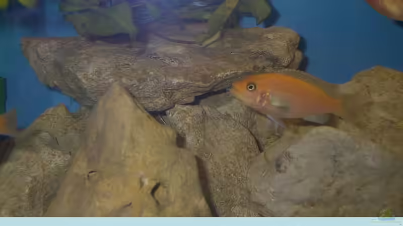 Besatz im Aquarium Becken 105 von Thomas Pichlo (8)