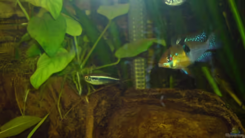 Besatz im Aquarium Becken 10500 von elmo (8)