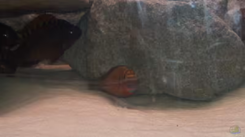 Besatz im Aquarium Becken 1051 von Dominic Moritz (8)