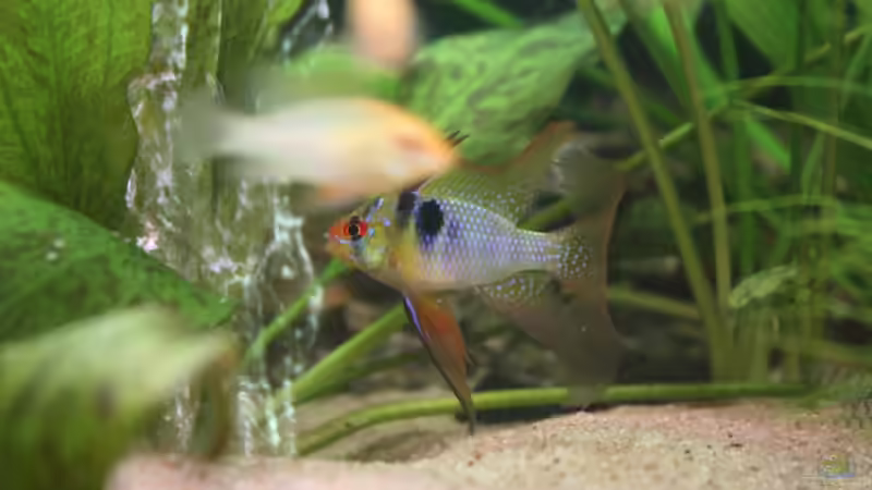 Besatz im Aquarium Becken 10517 von Sandro Möstel (10)